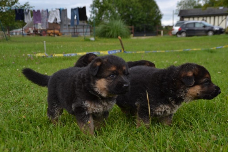 Photo Elevage Du Domaine De L Estuaire Eleveur De Chiens Berger