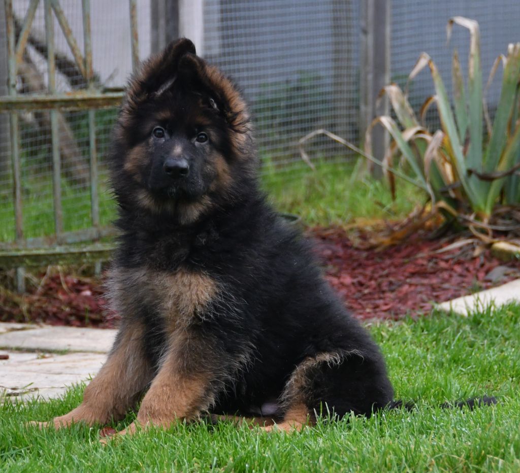 Du Domaine De L'estuaire - Chiot disponible  - Berger Allemand Poil Long