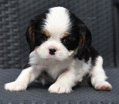 Du Domaine De L'estuaire - Cavalier King Charles Spaniel - Portée née le 22/06/2024