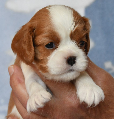 Du Domaine De L'estuaire - Cavalier King Charles Spaniel - Portée née le 03/08/2024