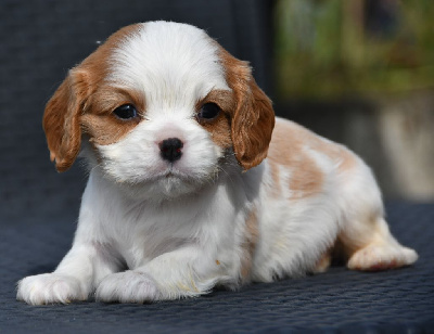 Du Domaine De L'estuaire - Cavalier King Charles Spaniel - Portée née le 22/06/2024