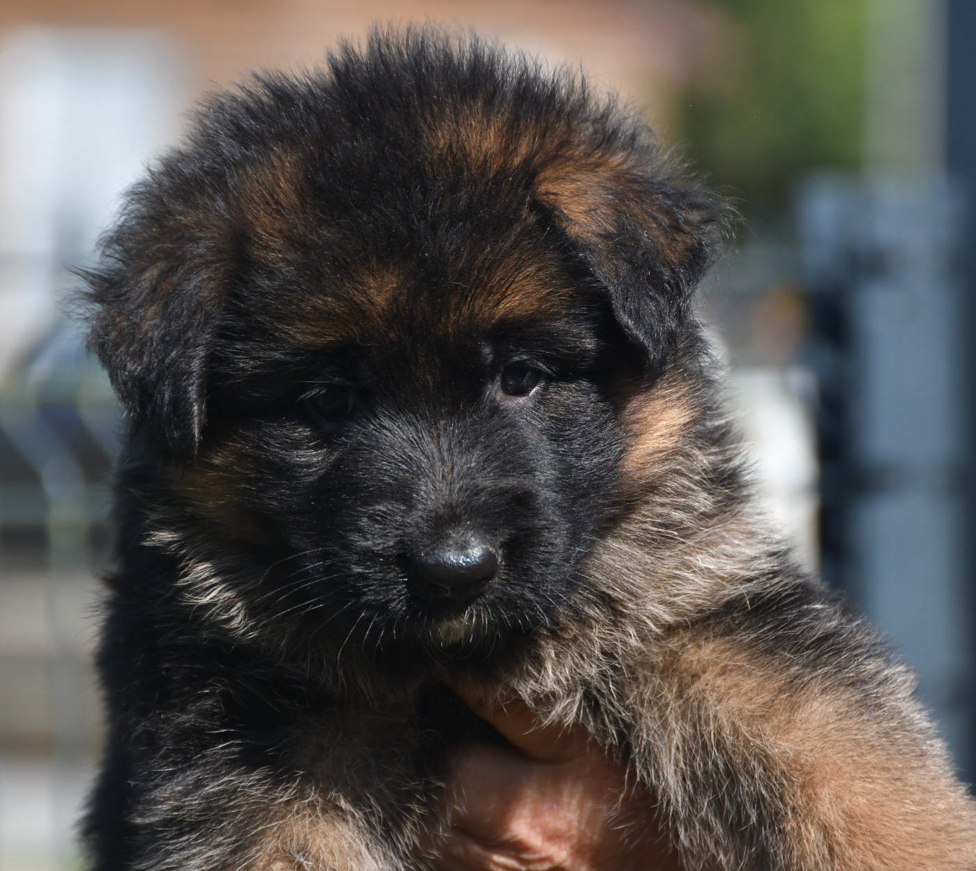 Du Domaine De L'estuaire - Chiots disponibles - Berger Allemand Poil Long