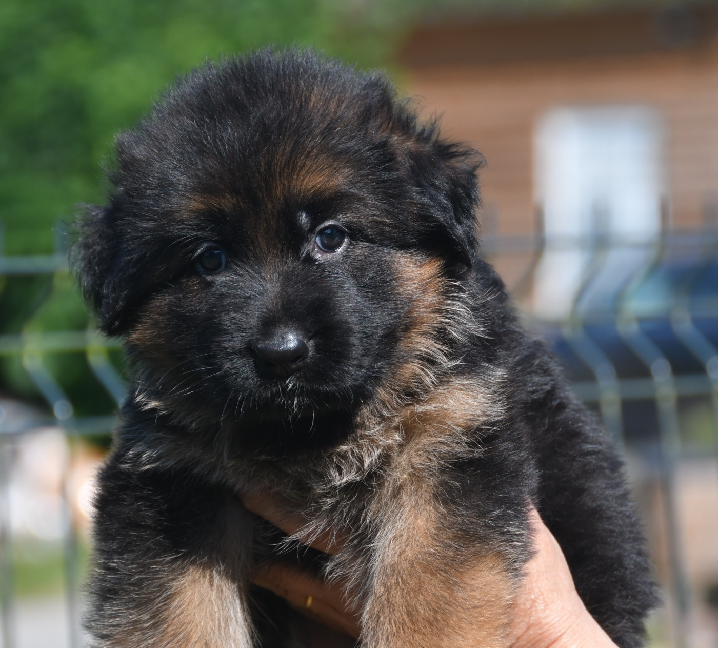 Du Domaine De L'estuaire - Chiots disponibles - Berger Allemand Poil Long