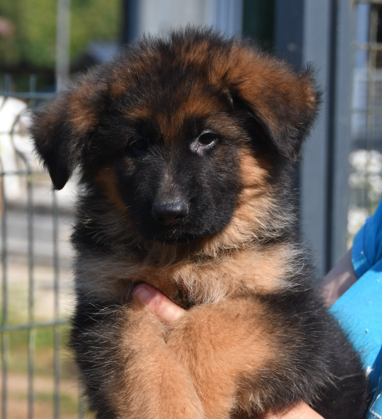 Du Domaine De L'estuaire - Chiots disponibles - Berger Allemand Poil Long