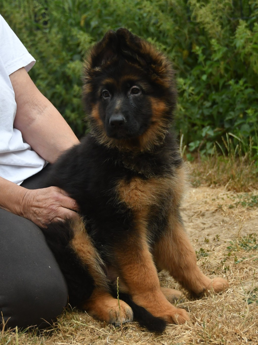 Du Domaine De L'estuaire - Chiots disponibles - Berger Allemand Poil Long