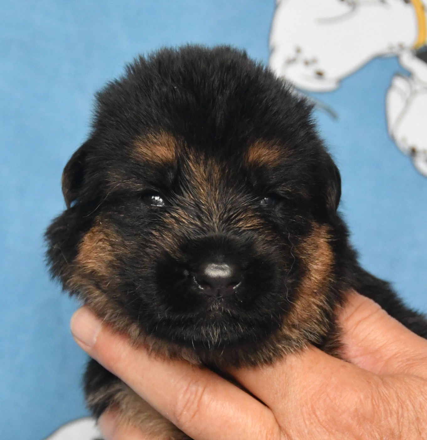 Du Domaine De L'estuaire - Chiots disponibles - Berger Allemand
