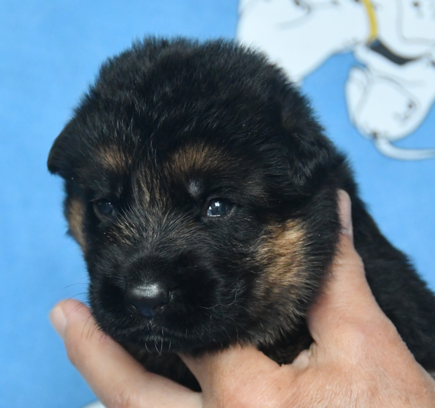 Du Domaine De L'estuaire - Chiots disponibles - Berger Allemand
