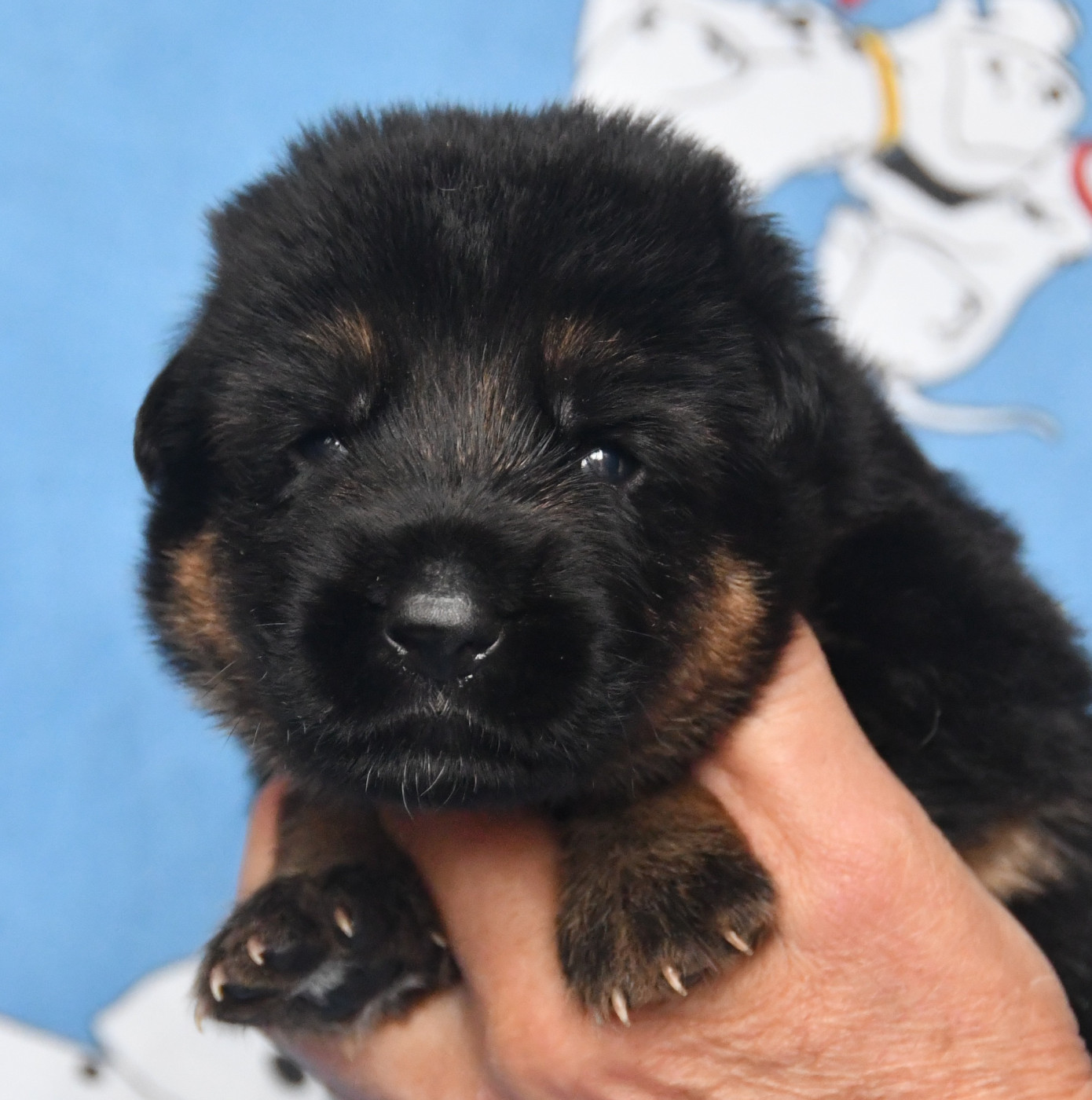 Du Domaine De L'estuaire - Chiots disponibles - Berger Allemand