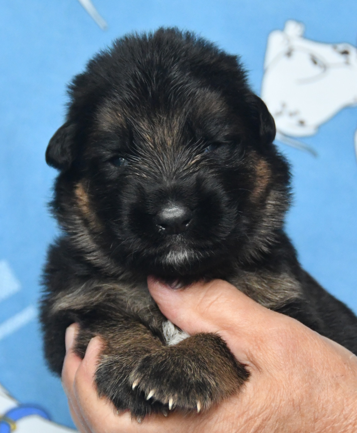 Du Domaine De L'estuaire - Chiots disponibles - Berger Allemand