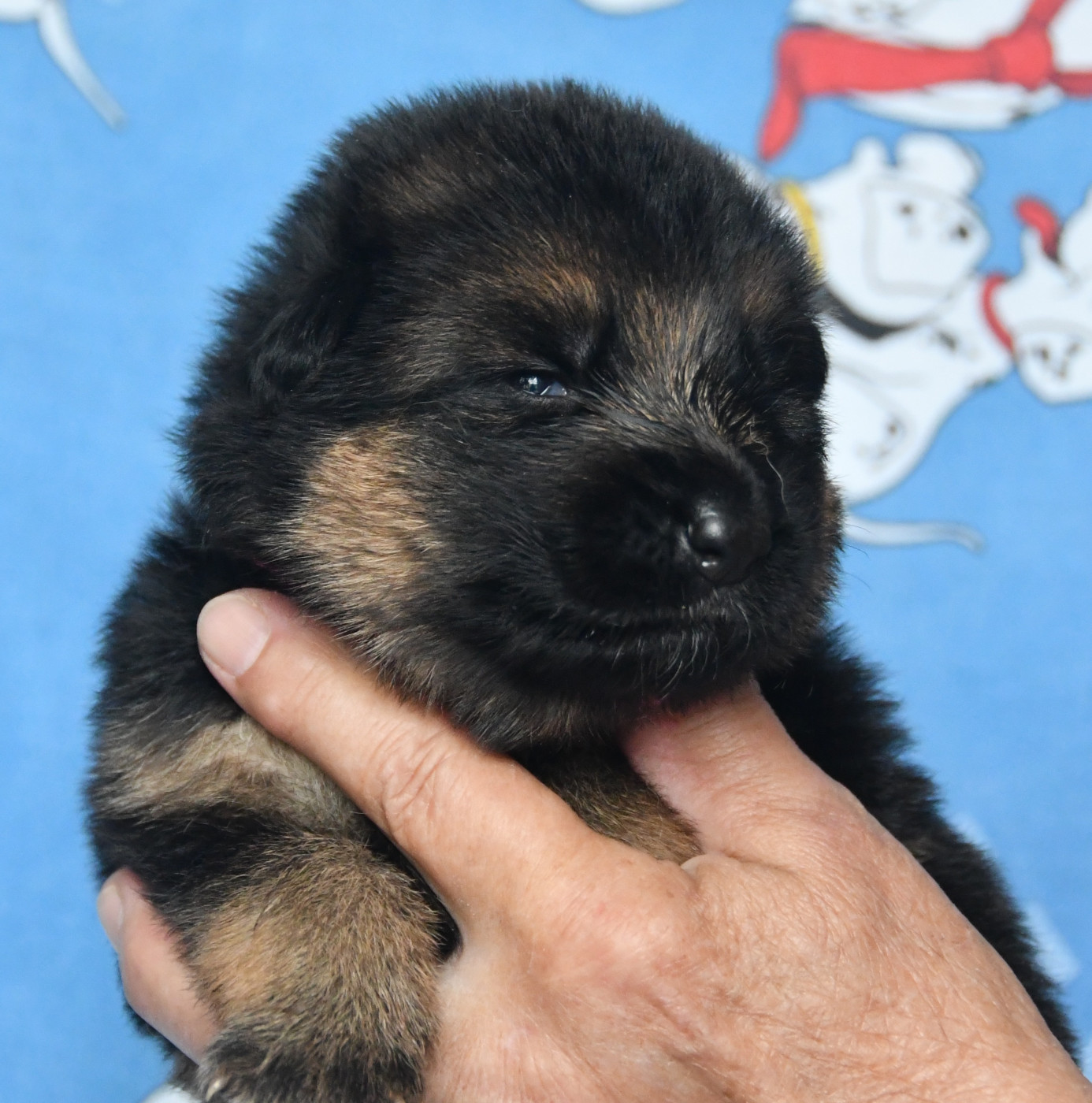 Du Domaine De L'estuaire - Chiots disponibles - Berger Allemand