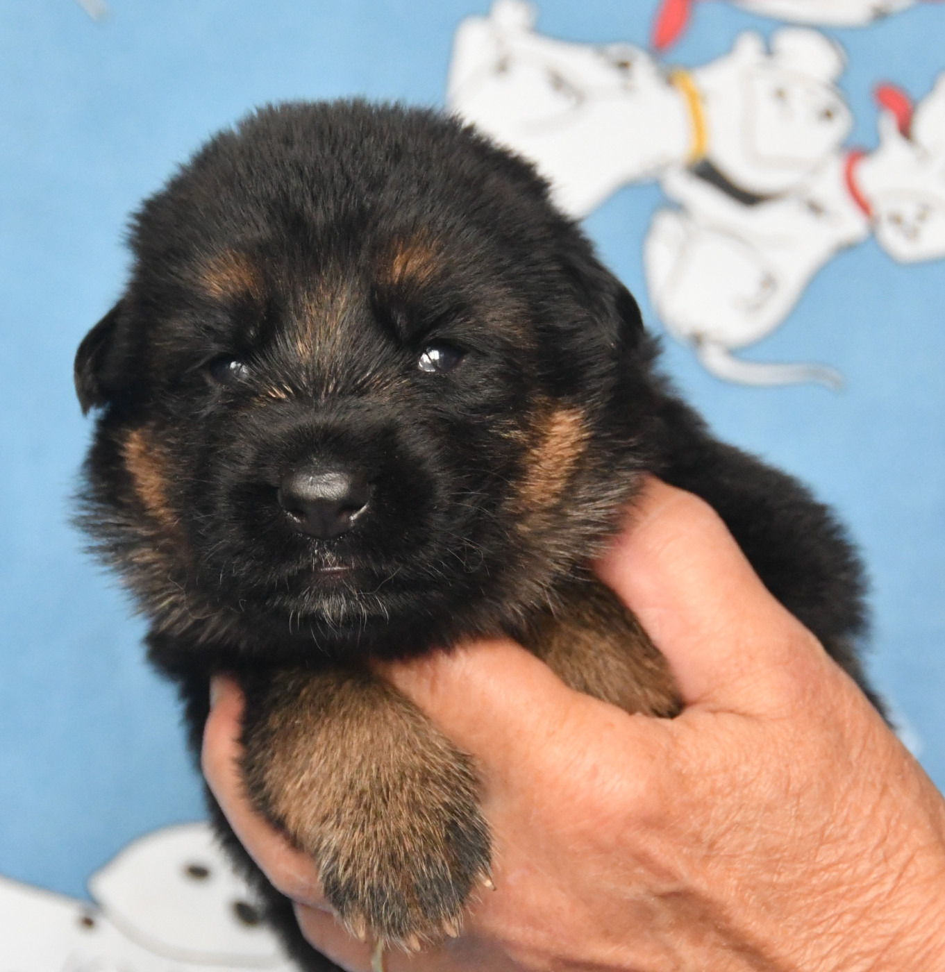 Du Domaine De L'estuaire - Chiots disponibles - Berger Allemand