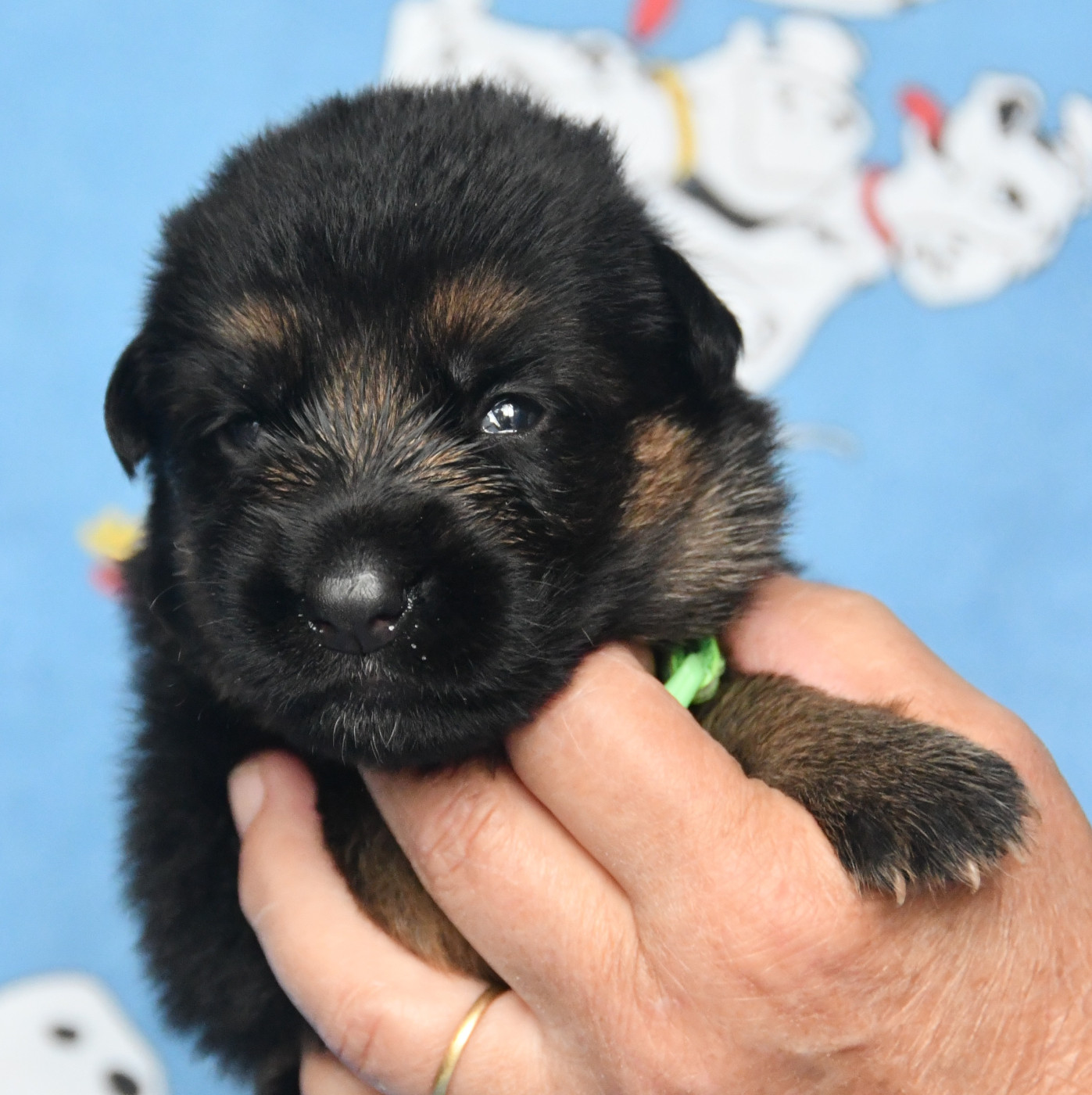 Du Domaine De L'estuaire - Chiots disponibles - Berger Allemand