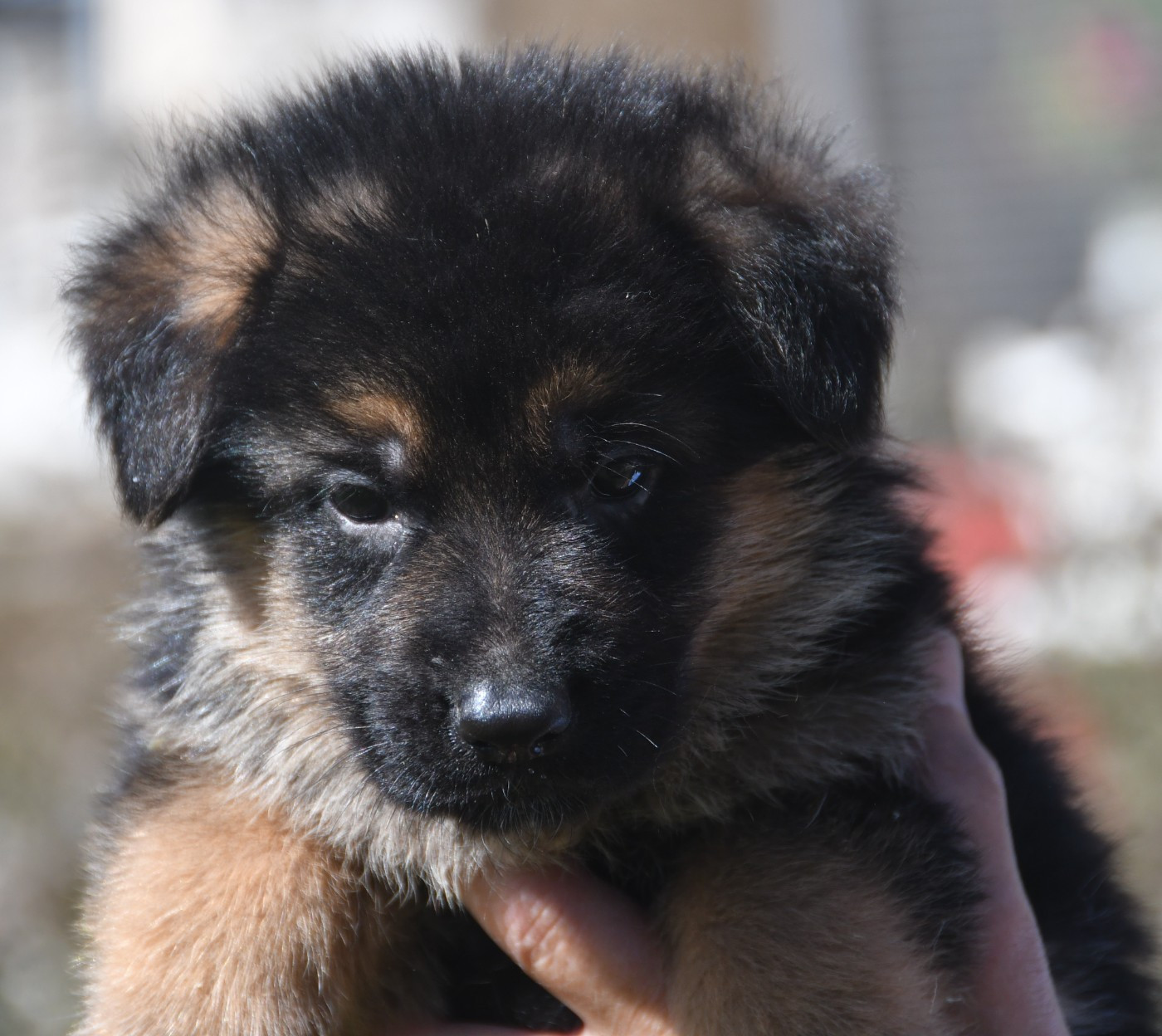 Du Domaine De L'estuaire - Chiots disponibles - Berger Allemand