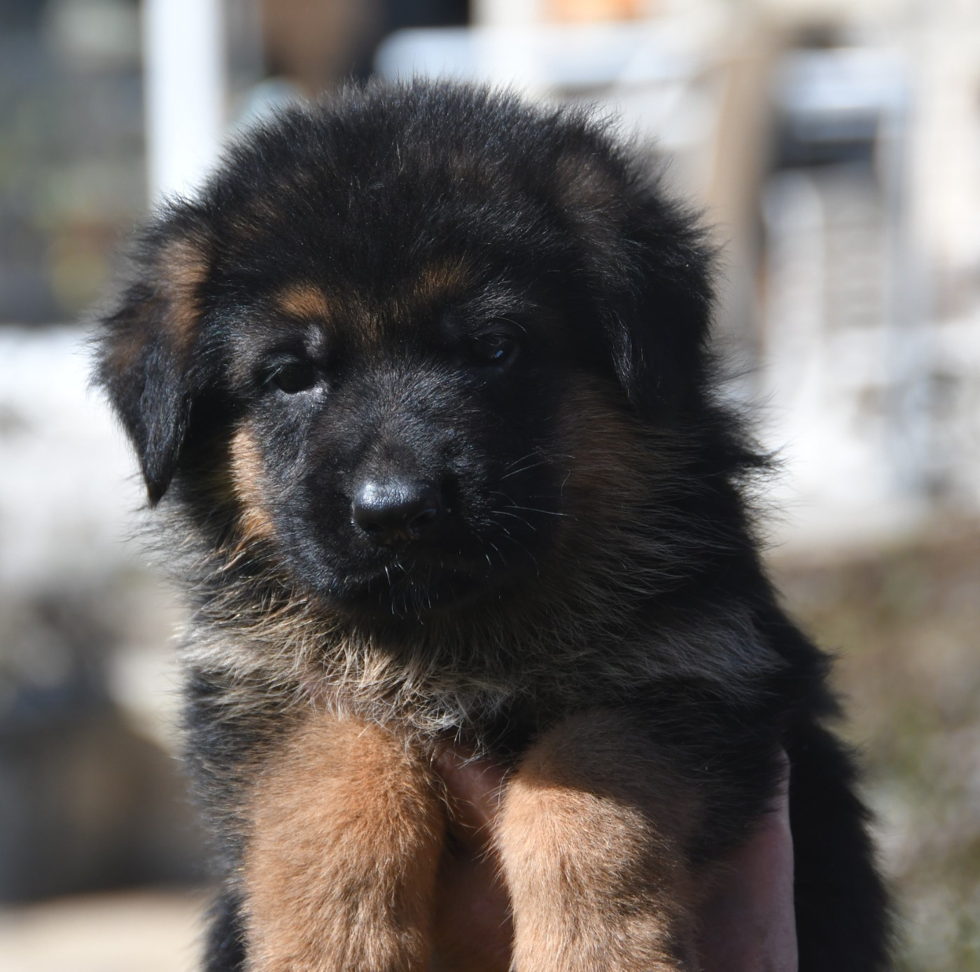 Du Domaine De L'estuaire - Chiots disponibles - Berger Allemand