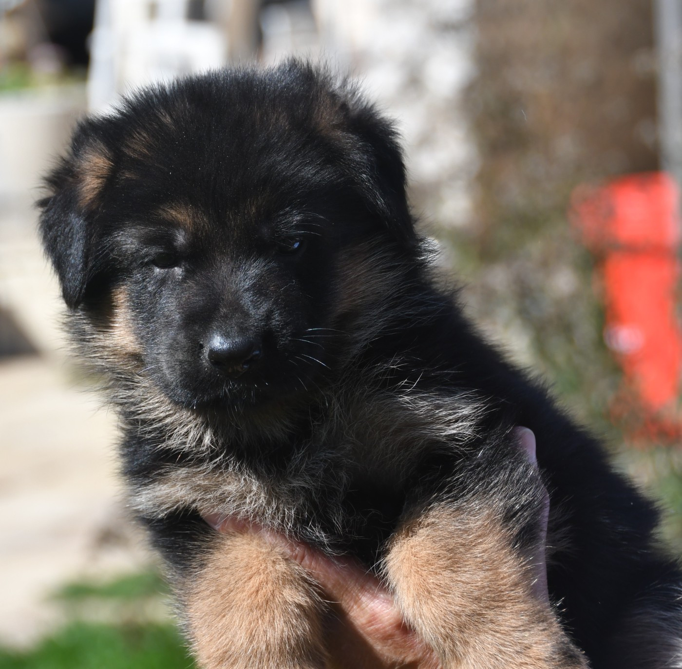 Du Domaine De L'estuaire - Chiots disponibles - Berger Allemand