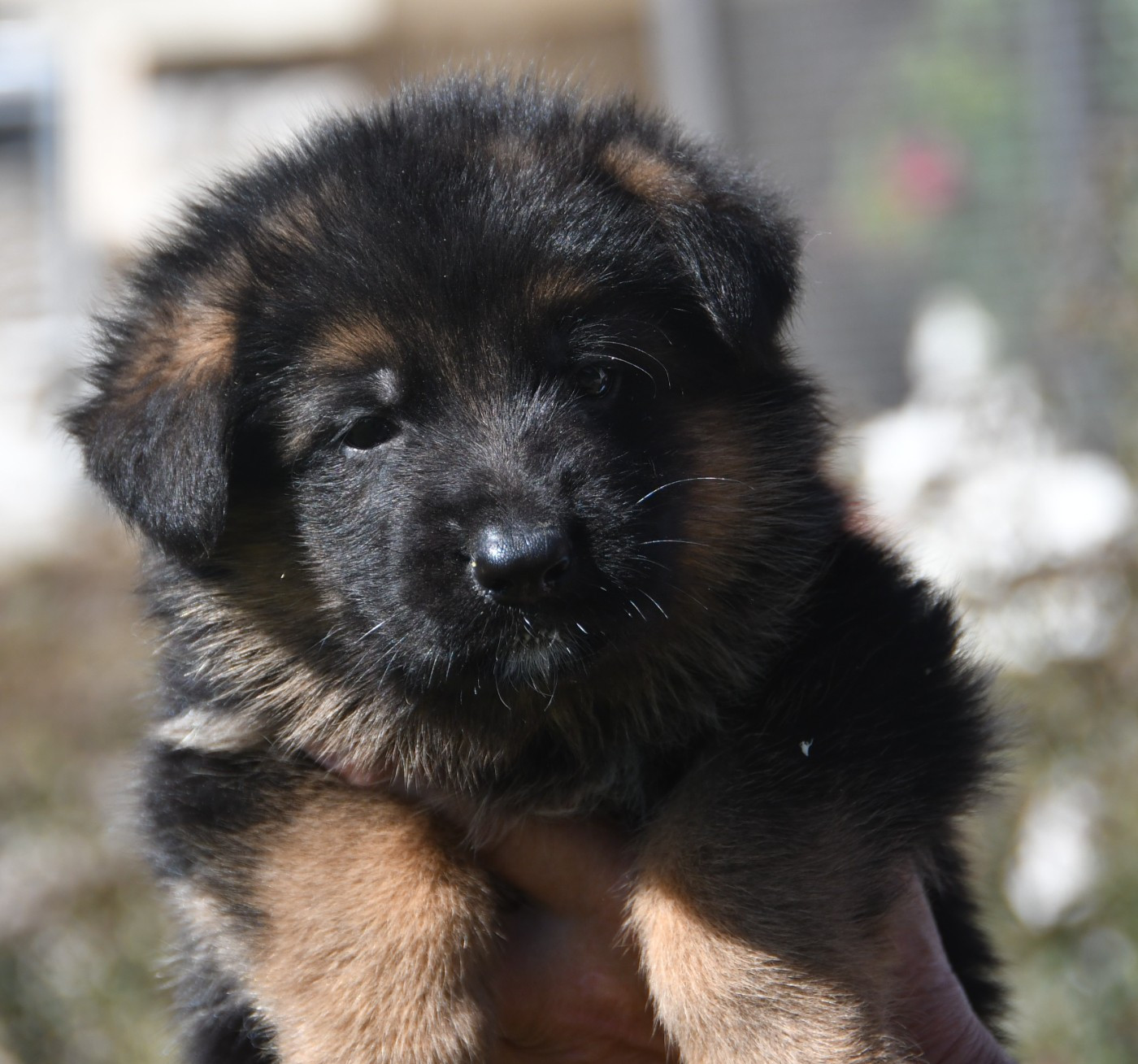 Du Domaine De L'estuaire - Chiots disponibles - Berger Allemand