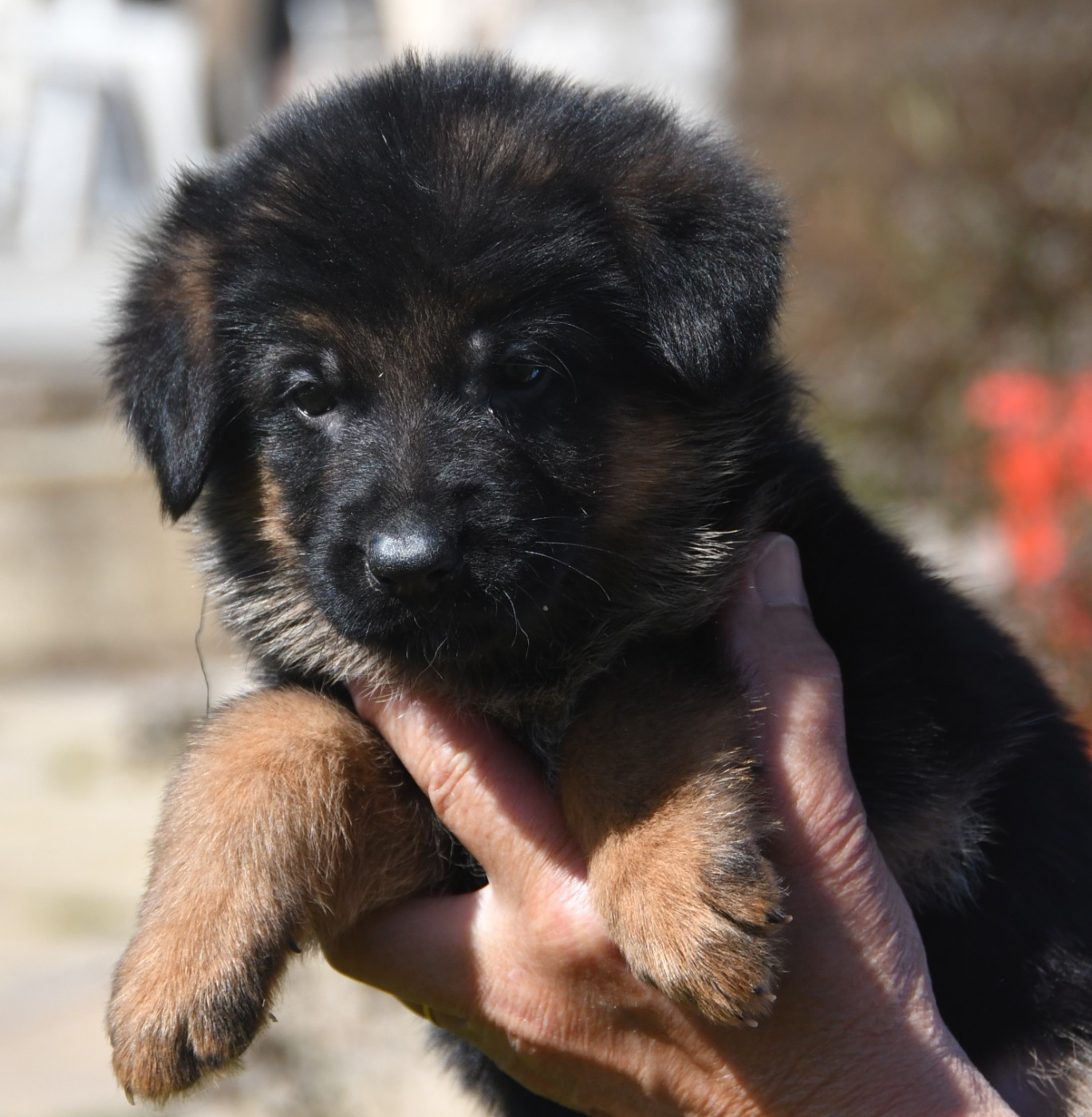 Du Domaine De L'estuaire - Chiots disponibles - Berger Allemand