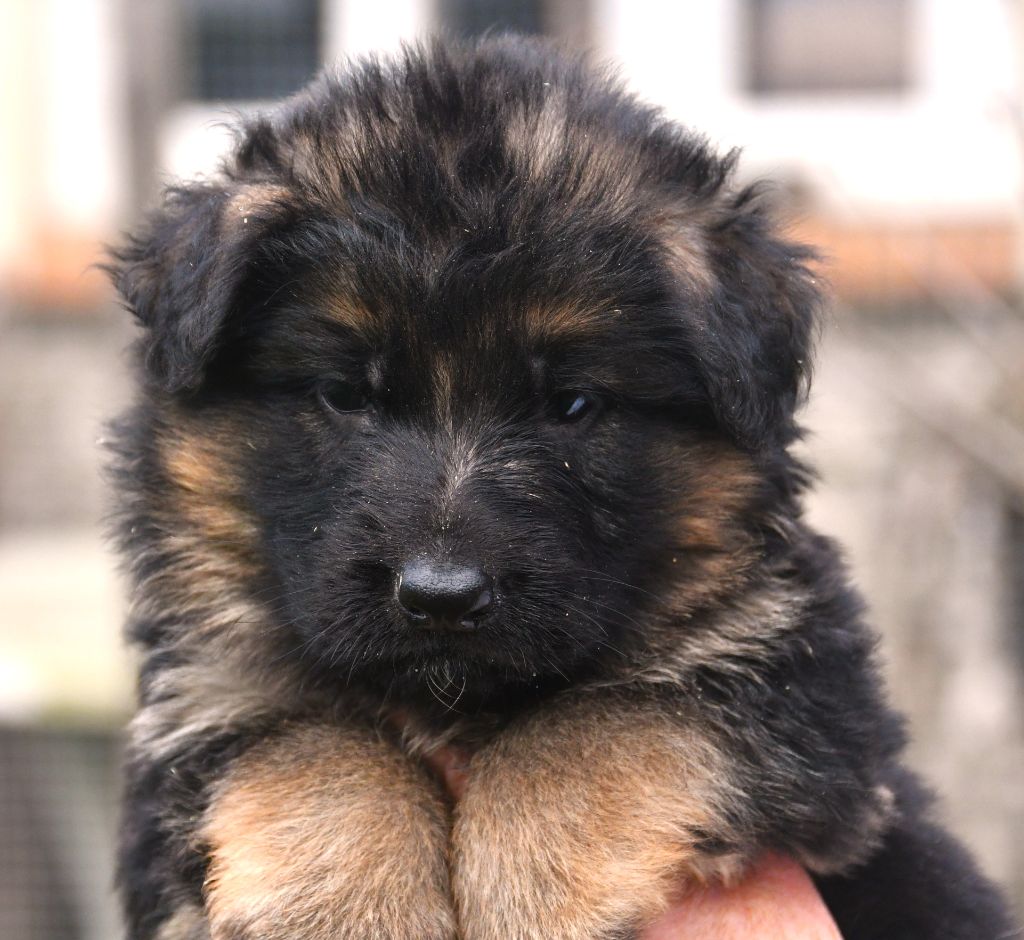 Du Domaine De L'estuaire - Chiots disponibles - Berger Allemand Poil Long