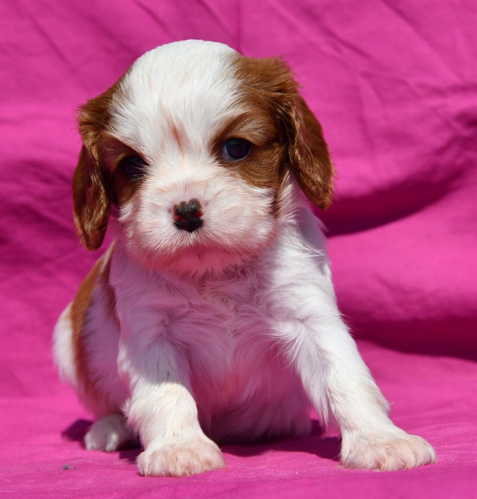 Du Domaine De L'estuaire - Chiots disponibles - Cavalier King Charles Spaniel