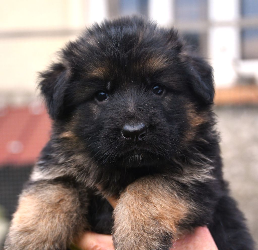 Du Domaine De L'estuaire - Chiots disponibles - Berger Allemand Poil Long