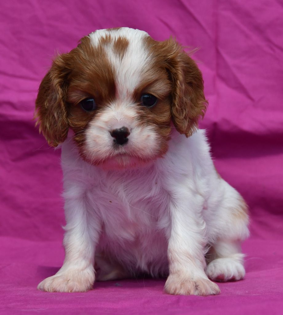 Du Domaine De L'estuaire - Chiots disponibles - Cavalier King Charles Spaniel