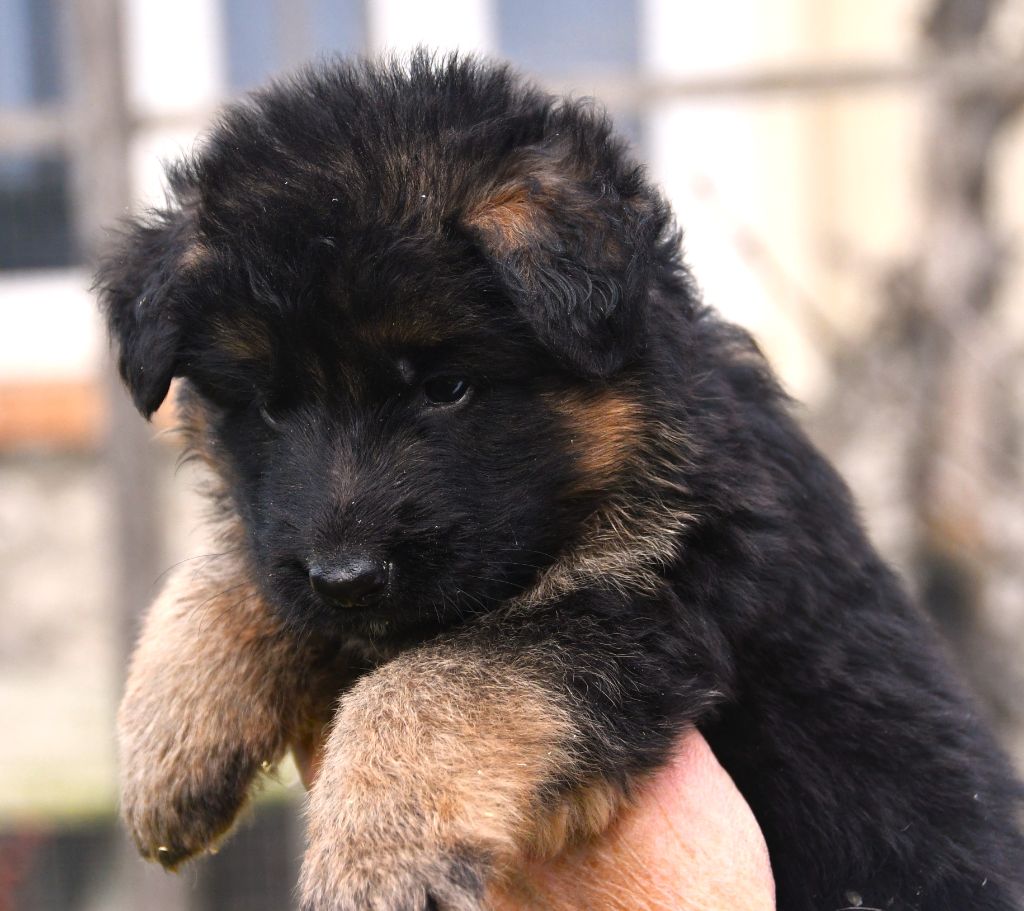 Du Domaine De L'estuaire - Chiots disponibles - Berger Allemand Poil Long