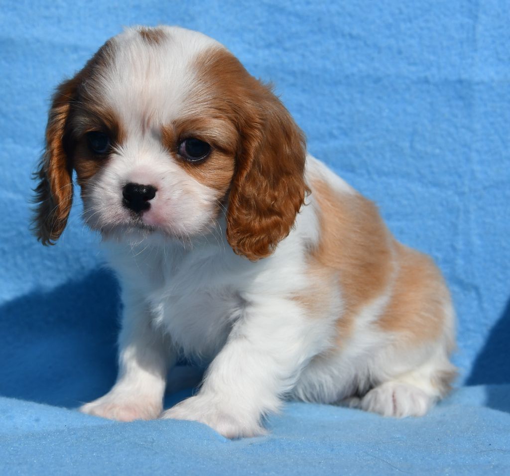 Du Domaine De L'estuaire - Chiots disponibles - Cavalier King Charles Spaniel