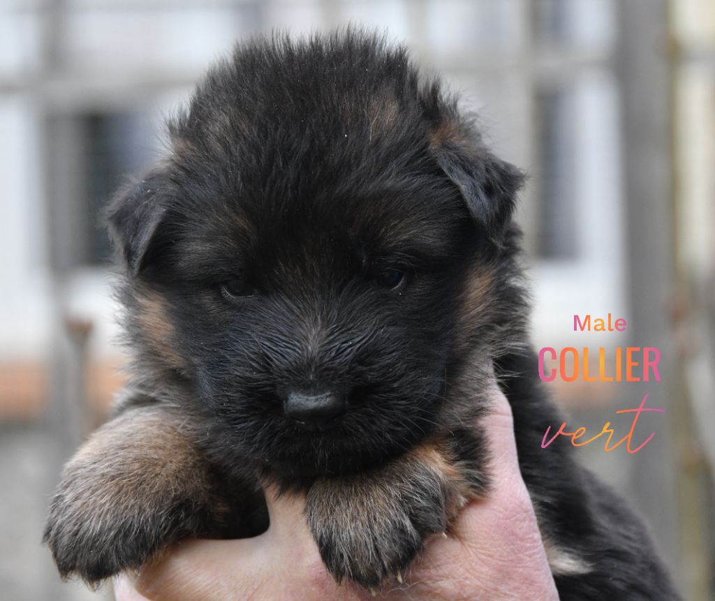 Du Domaine De L'estuaire - Chiots disponibles - Berger Allemand Poil Long