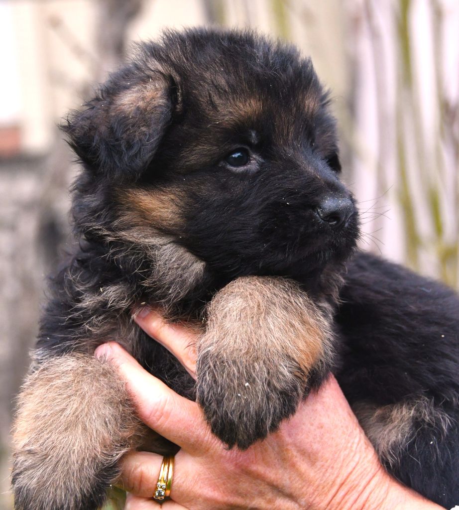 Du Domaine De L'estuaire - Chiots disponibles - Berger Allemand Poil Long