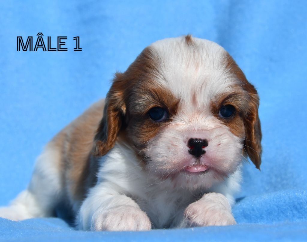 Du Domaine De L'estuaire - Chiots disponibles - Cavalier King Charles Spaniel