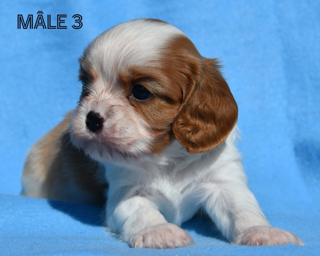 Du Domaine De L'estuaire - Chiots disponibles - Cavalier King Charles Spaniel
