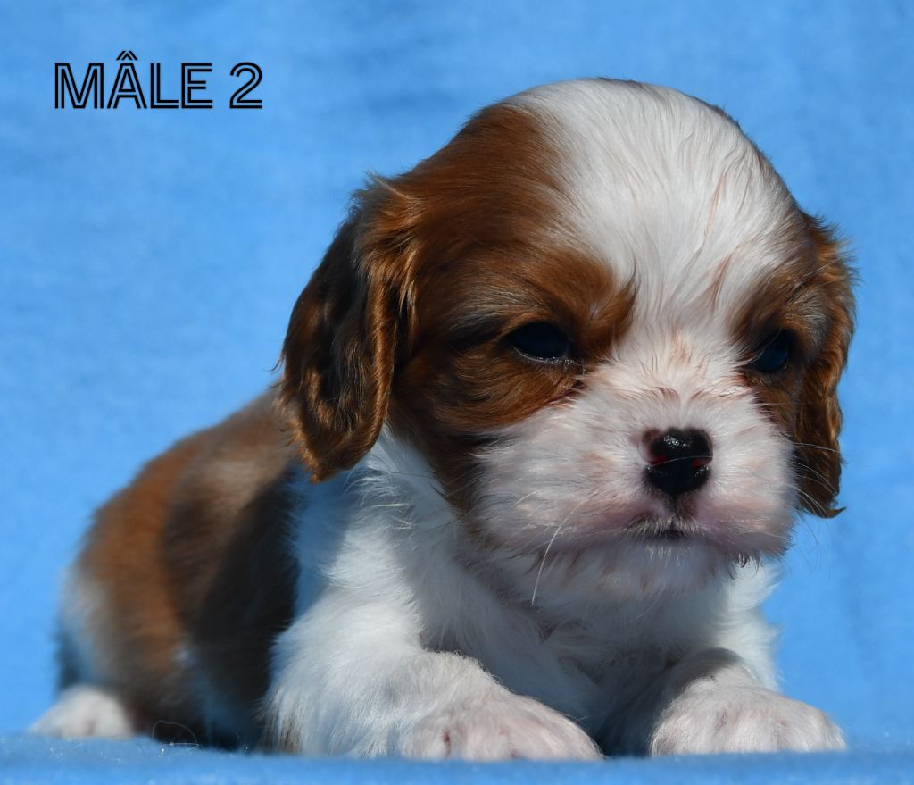 Du Domaine De L'estuaire - Chiots disponibles - Cavalier King Charles Spaniel
