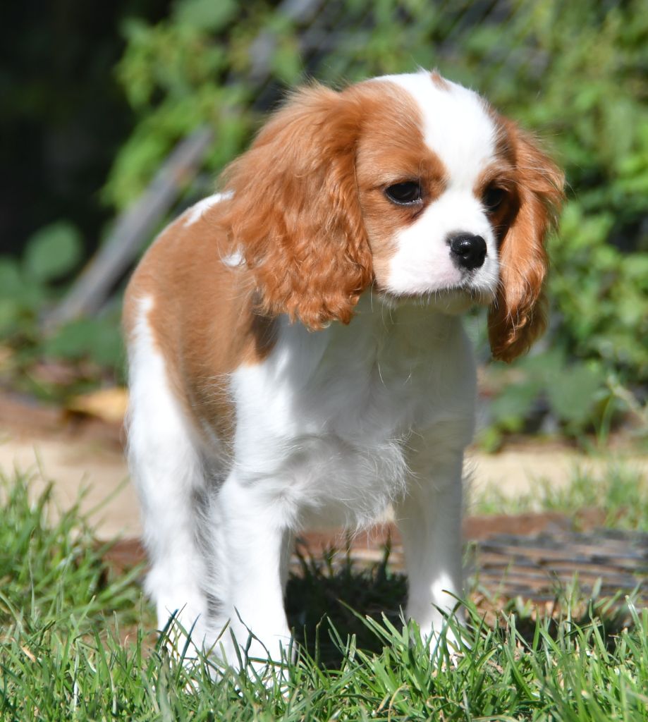 Du Domaine De L'estuaire - Chiots disponibles - Cavalier King Charles Spaniel