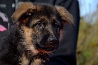 CHIOT
