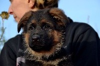 CHIOT