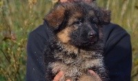 CHIOT