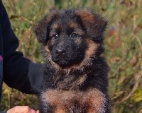 CHIOT