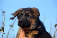 CHIOT