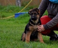 CHIOT