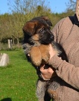 CHIOT