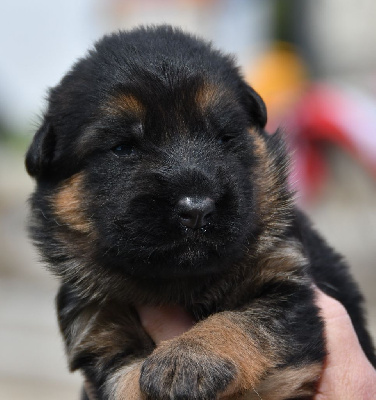CHIOT 3