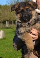 CHIOT