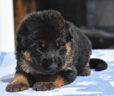 CHIOT 5 collier noir