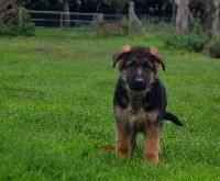 CHIOT