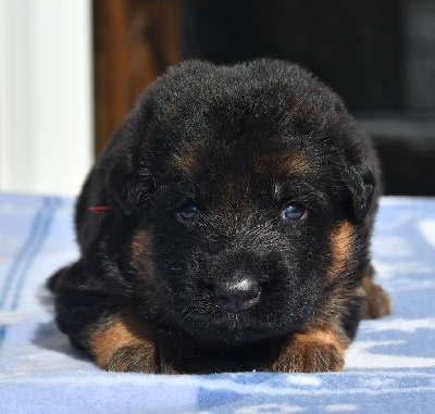 CHIOT 7 collier rouge