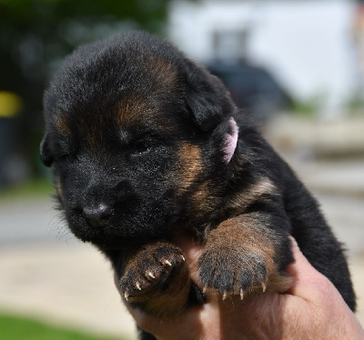 CHIOT 2