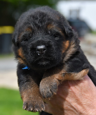 CHIOT 1