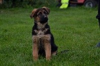 CHIOT