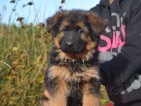 CHIOT