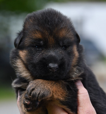 CHIOT 4